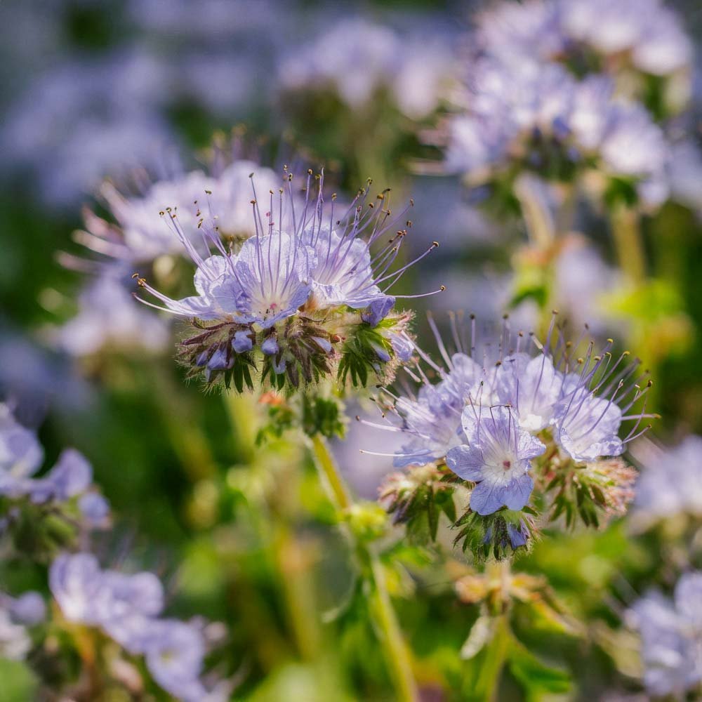 Groenbemesterzaden 'Phacelia' (20 m²)