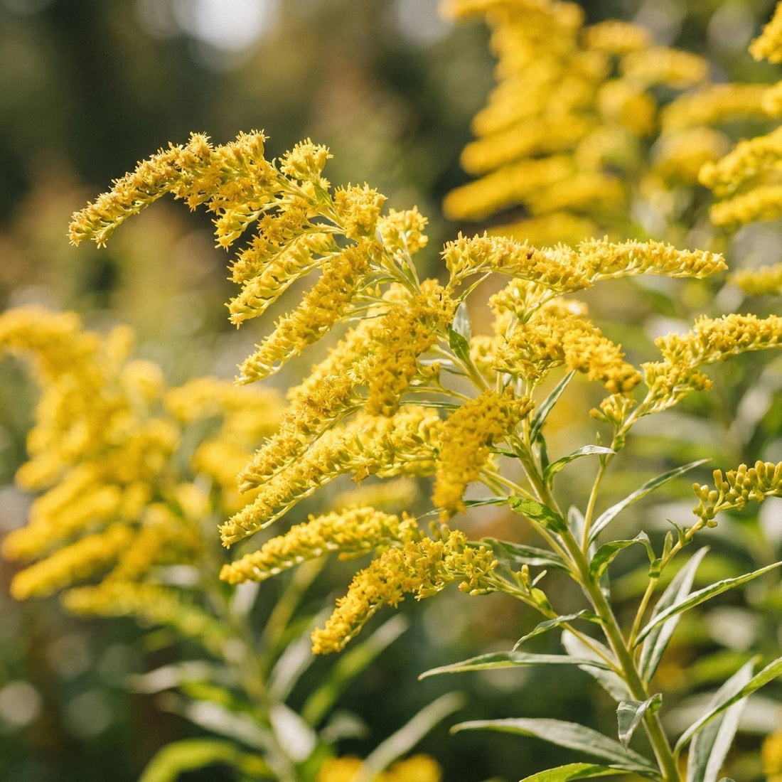 Guldenroede, Solidago 'Citronella'