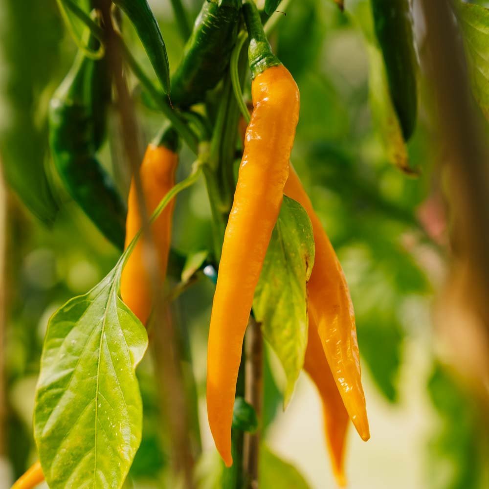 Heet chili 'Koh Tao' - 5 biologische zaden