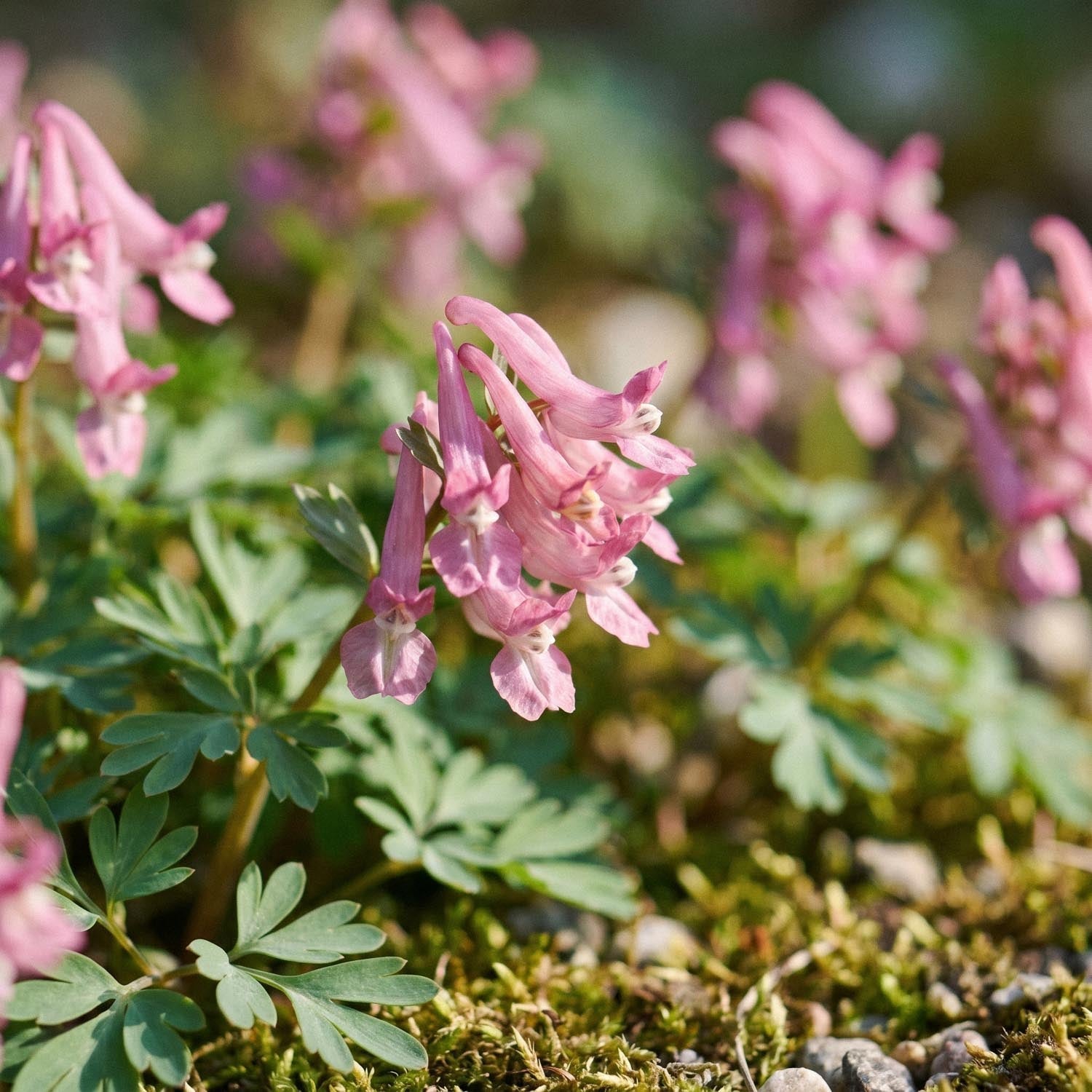 Helmbloem, Corydalis 'Beth Evans'