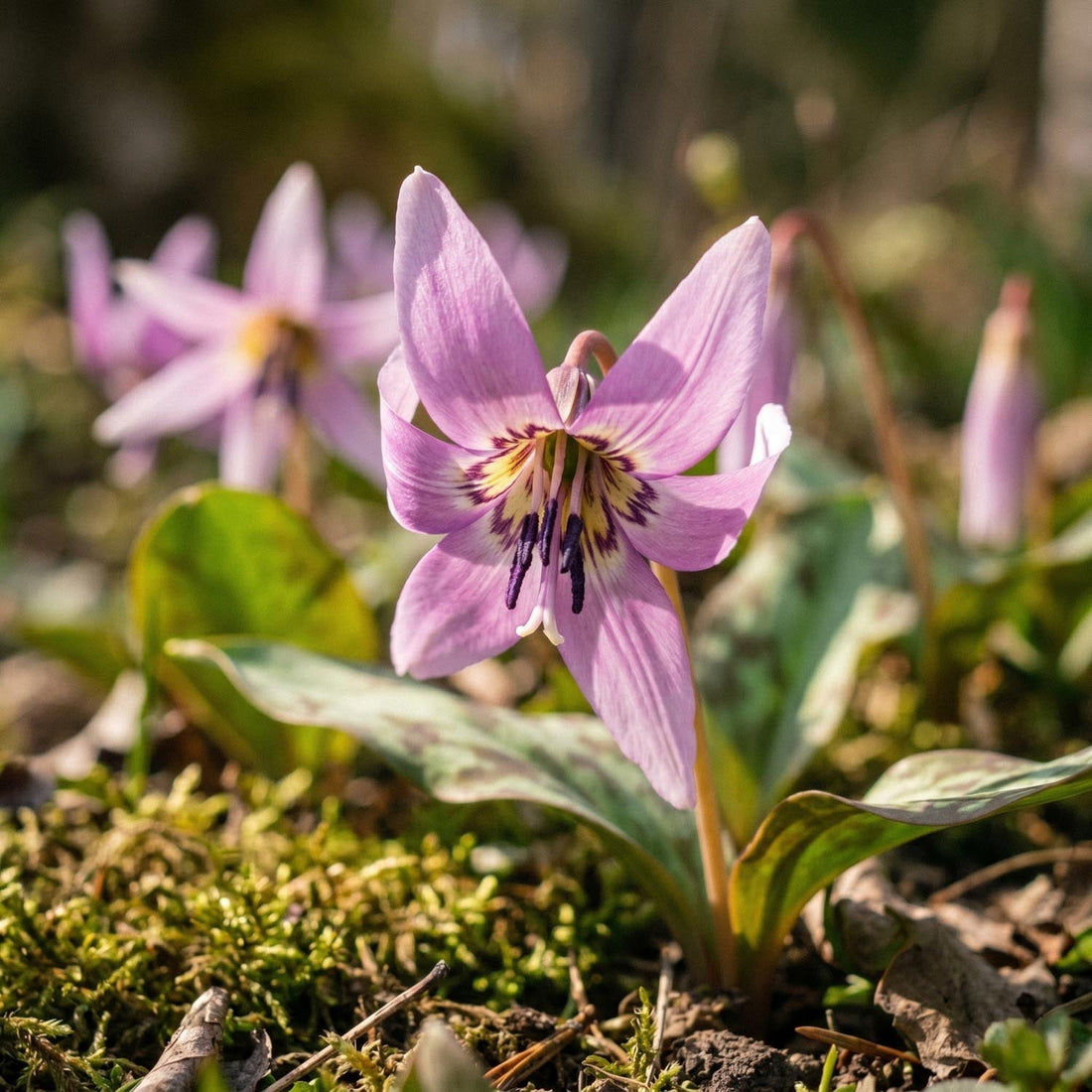 Hondstand, Erythronium 'Lilac Wonder'