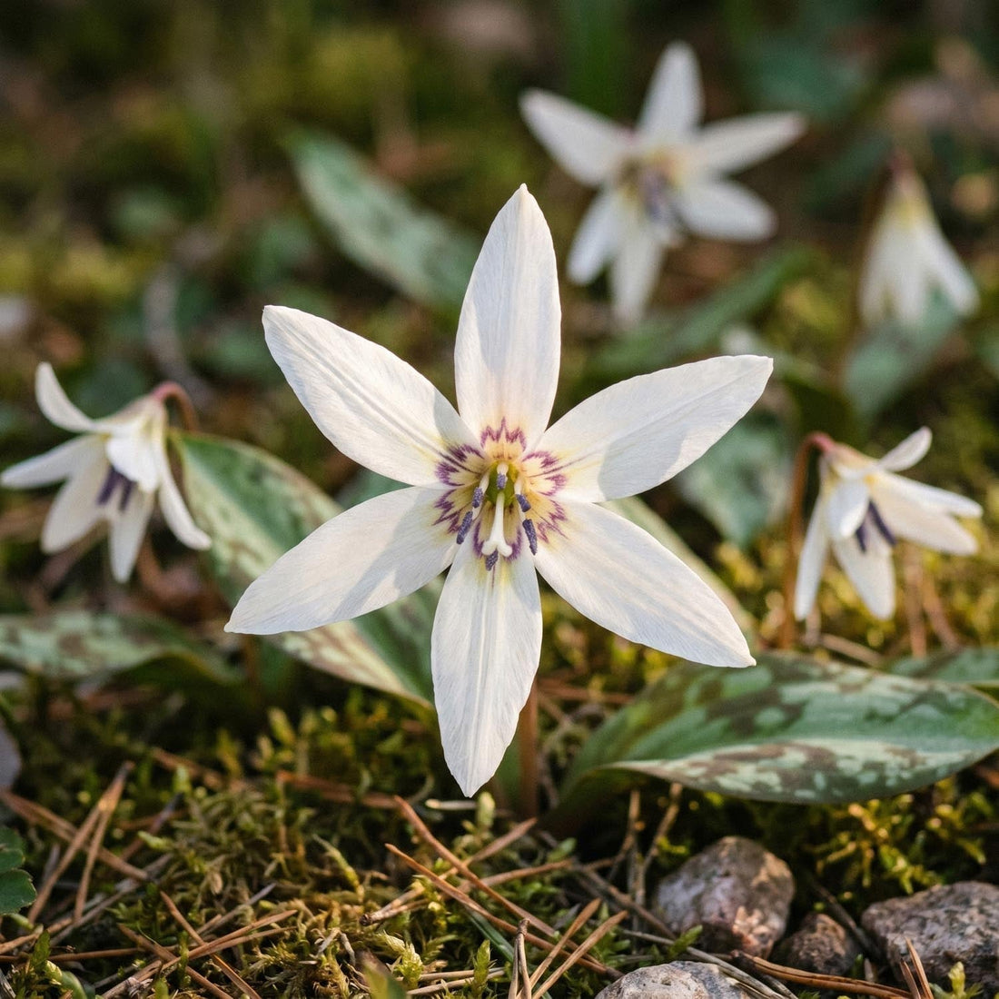 Hondstand, Erythronium 'Snowflake'