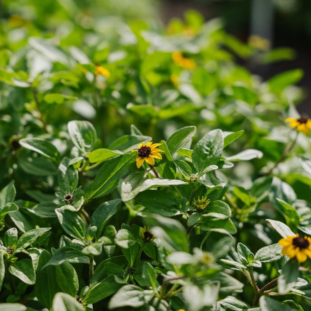 Huzarenknoop zaden - 150 biologische zaden