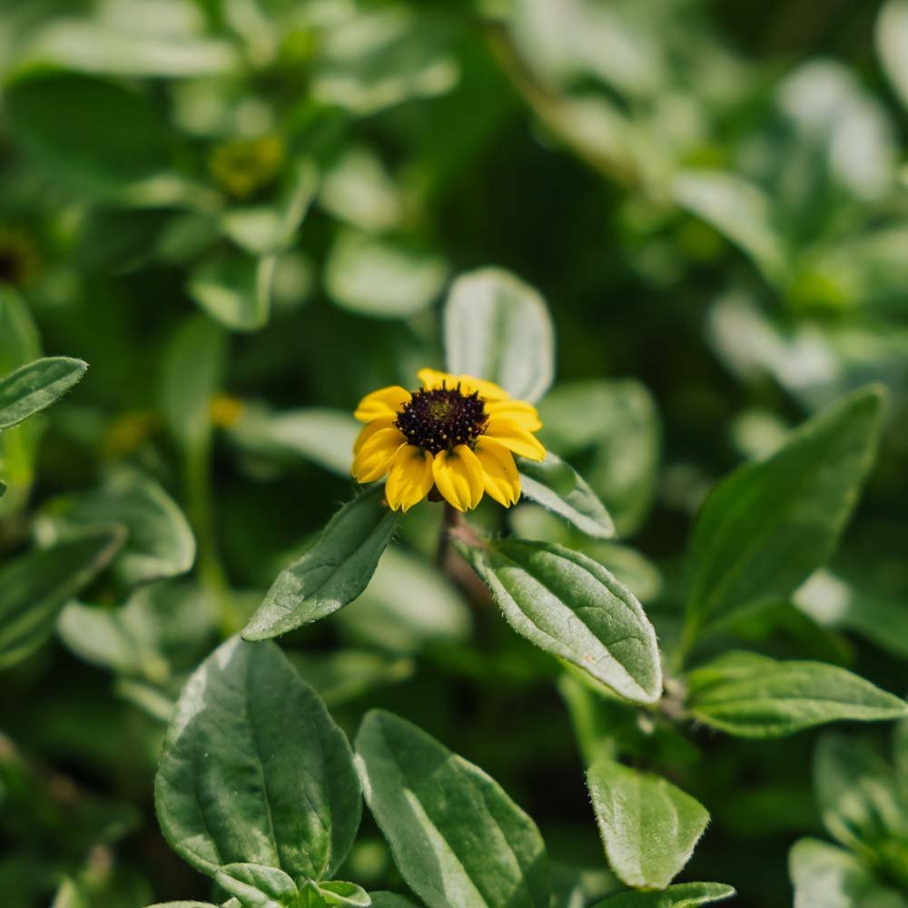 Huzarenknoop zaden - 150 biologische zaden