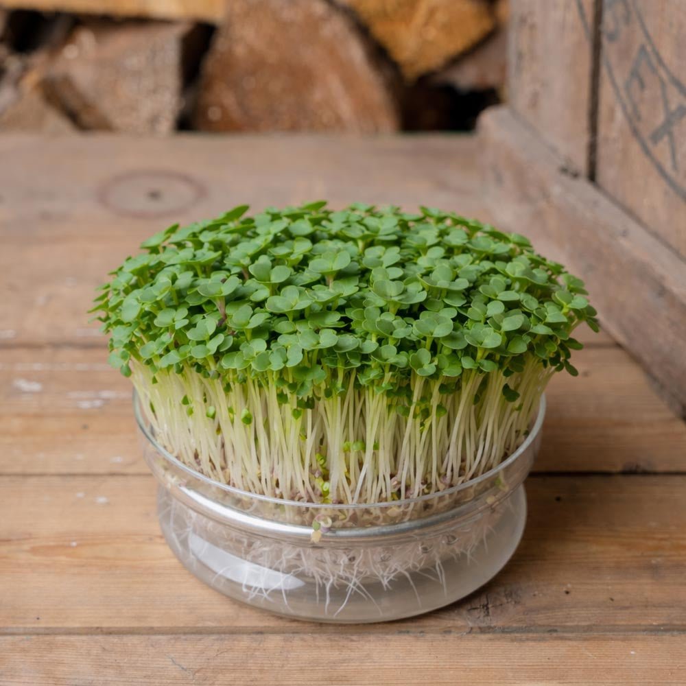 Hvid pak choi mikrogrønt frø - 6500 Økologiske frø