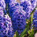 Hyacint 'Blue Jacket'