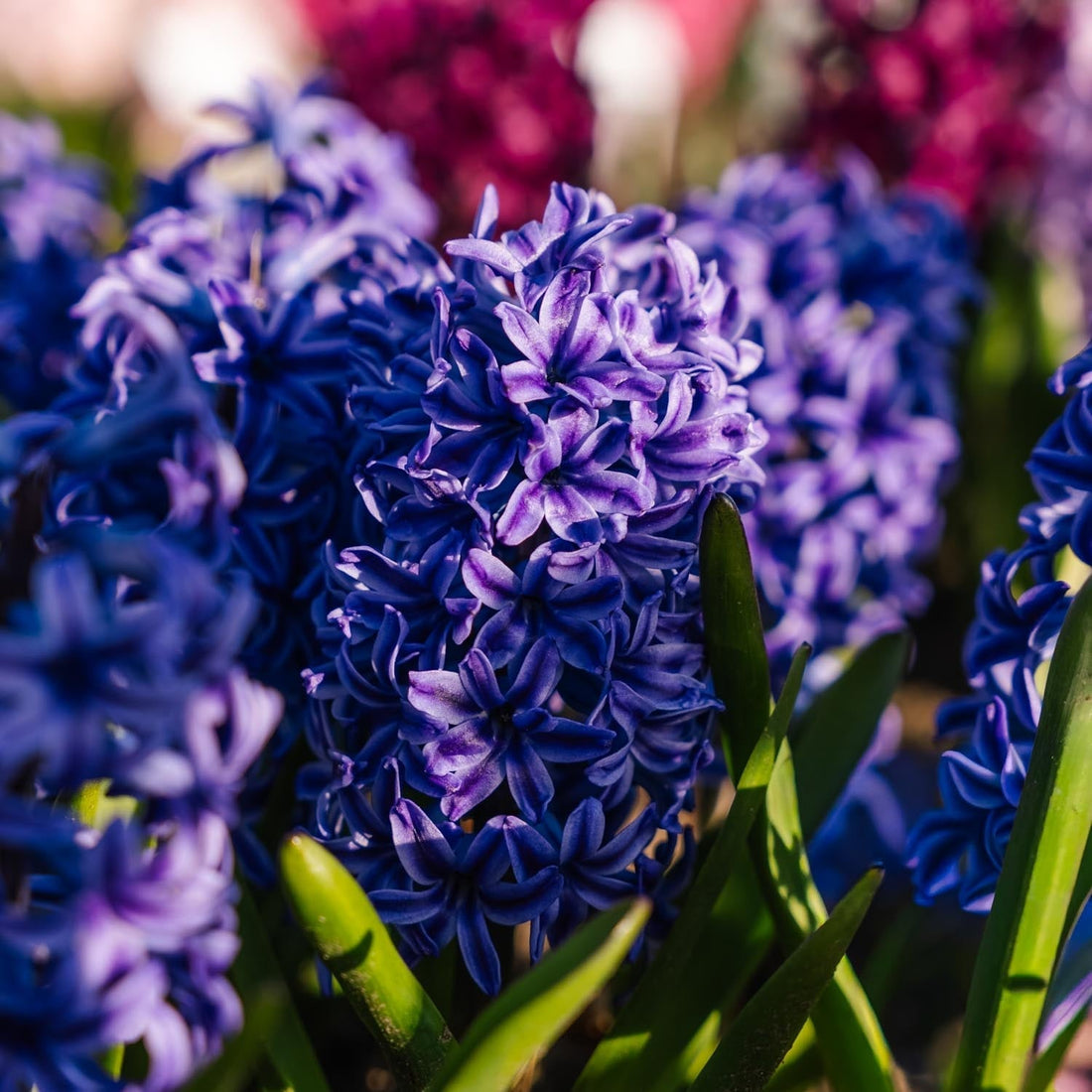 Løglasagne 'Indigo Bonbon'