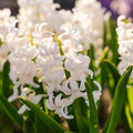 Hyacint 'Carnegie'