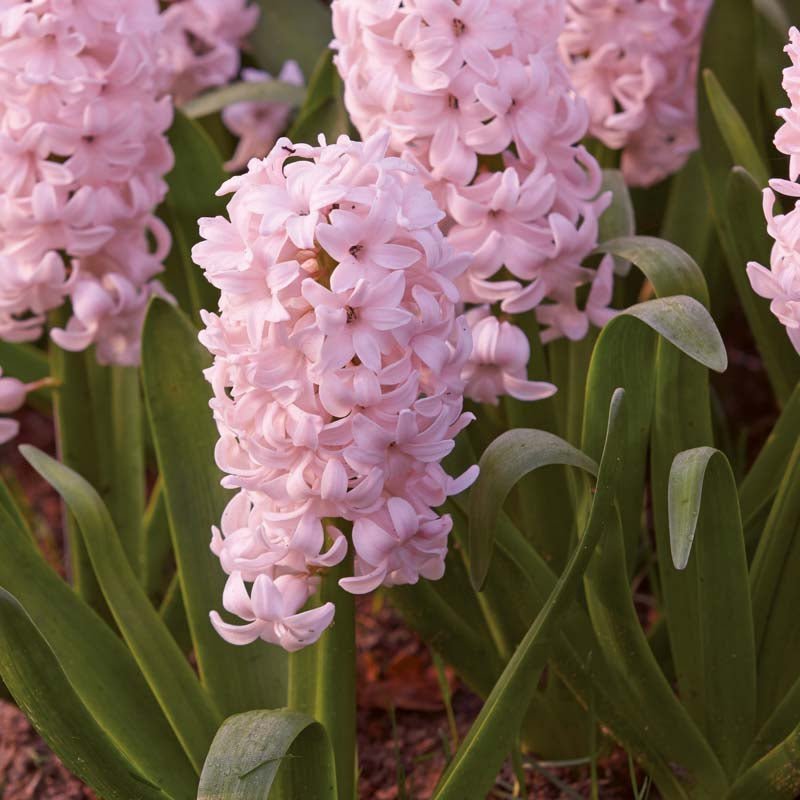 Hyacint 'China Pink'