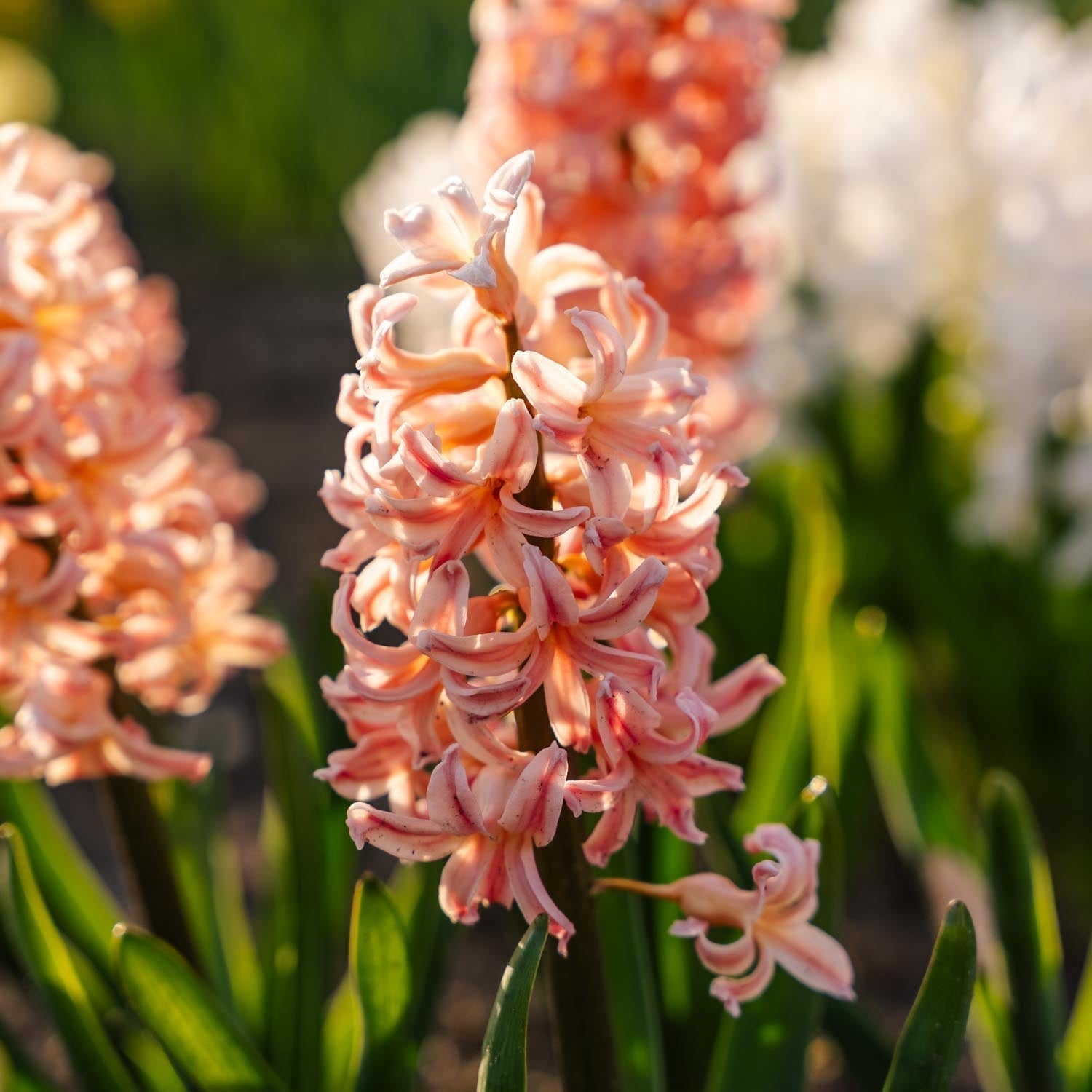 Hyacint 'Gipsy Queen'