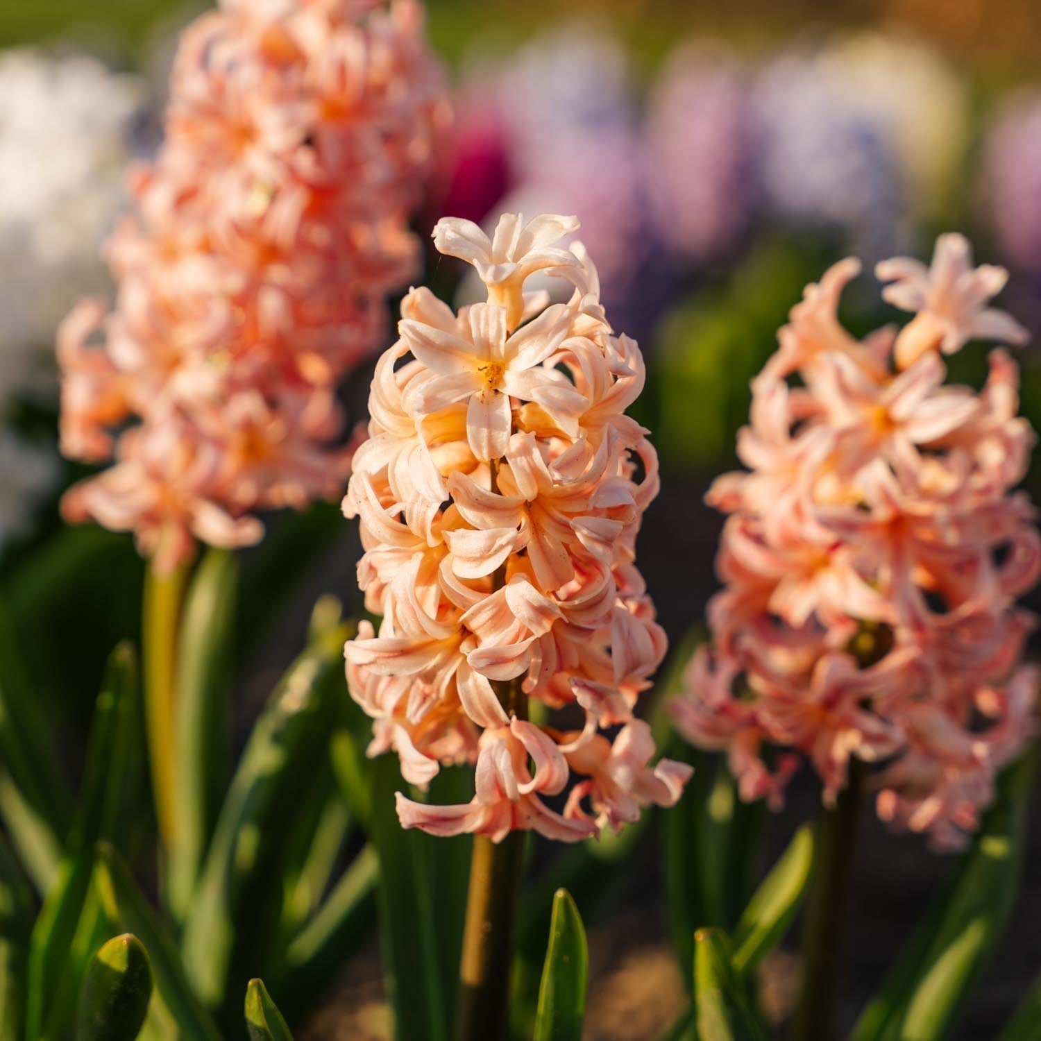 Hyacint 'Gipsy Queen'
