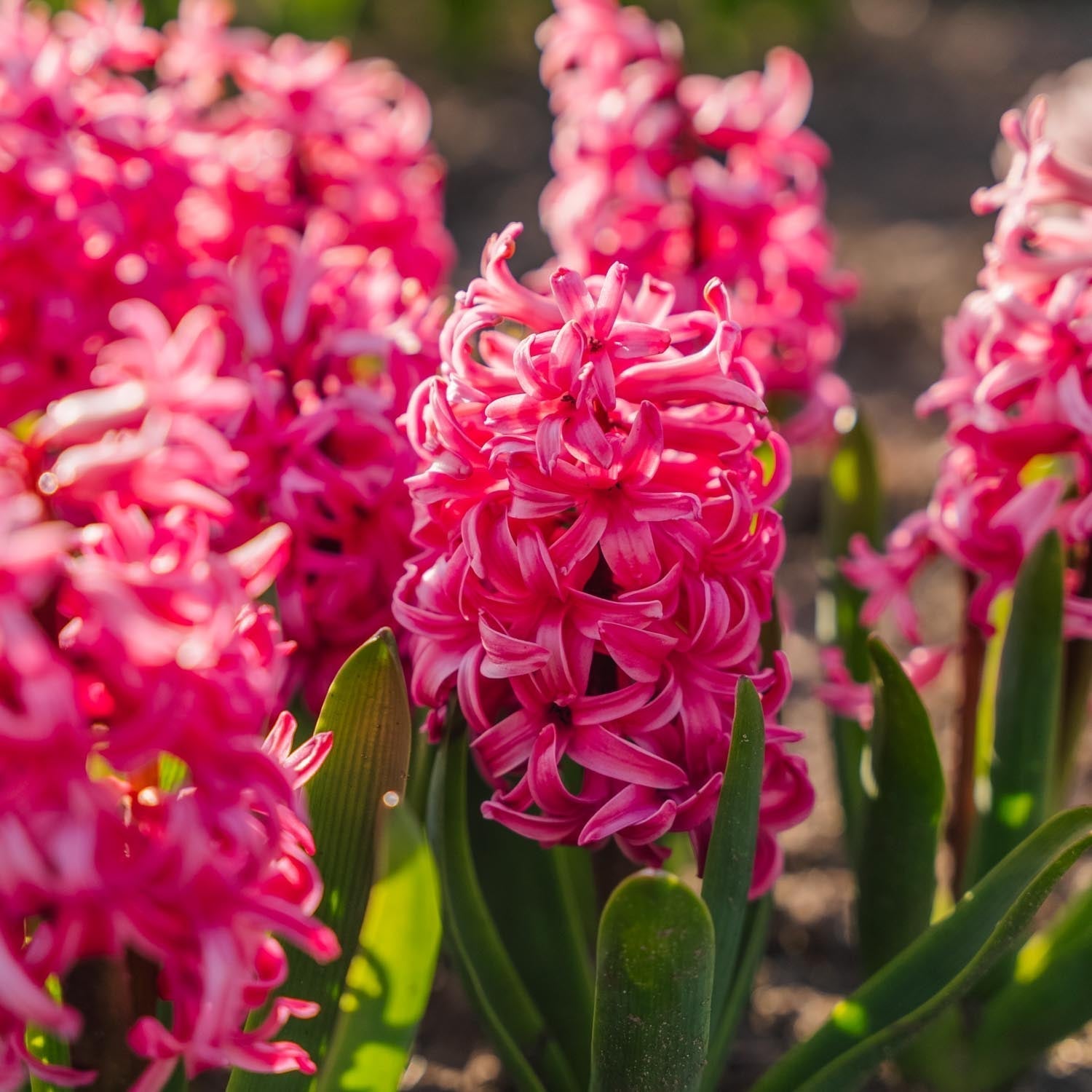Hyacint 'Pink Pearl'