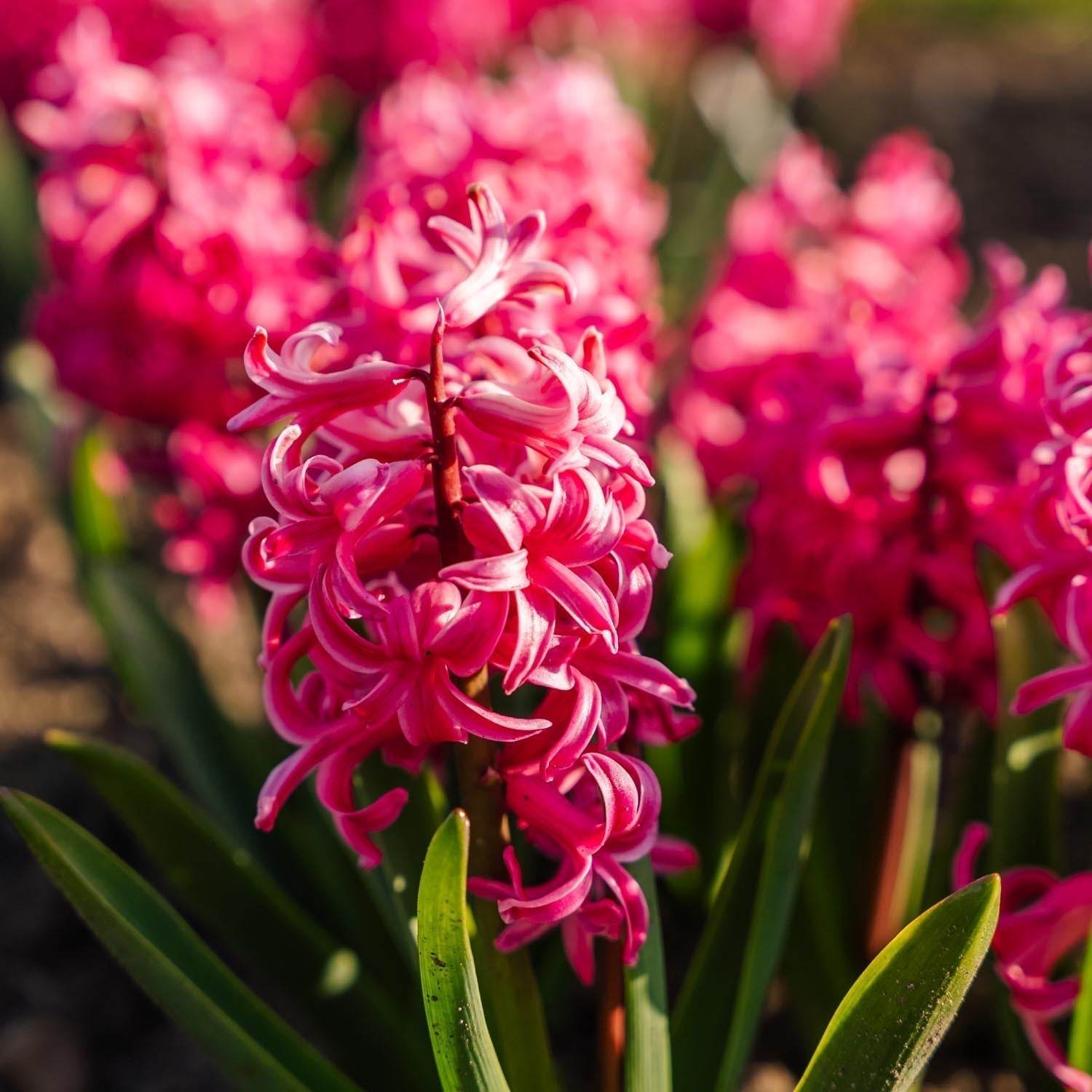 Hyacint 'Pink Pearl'