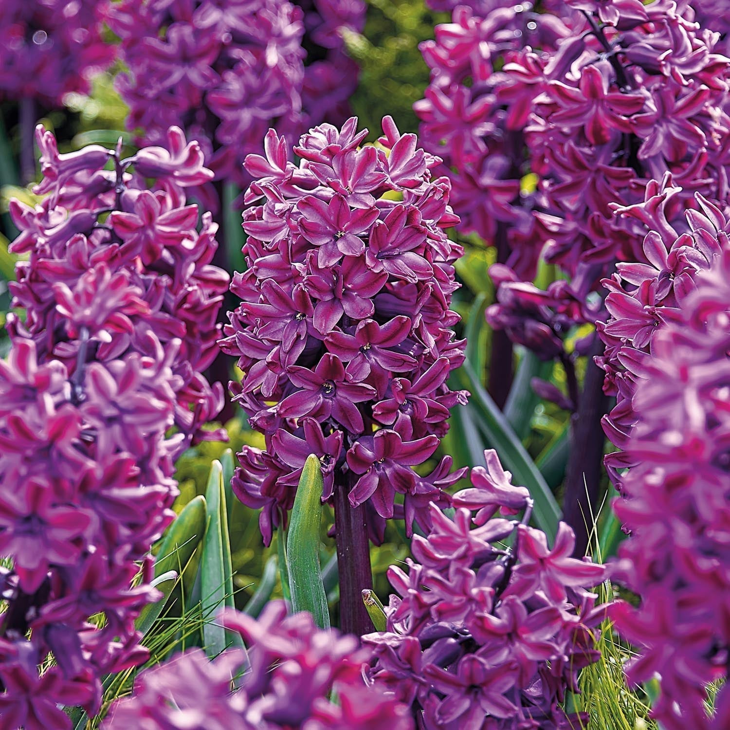 Hyacint 'Woodstock'