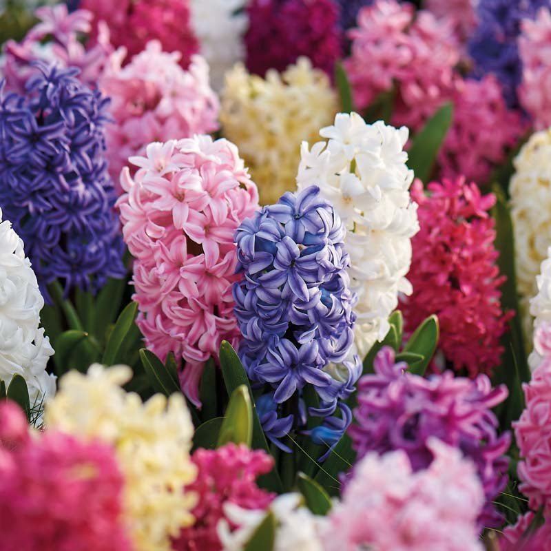 Hyacintenmix 'Mixed'