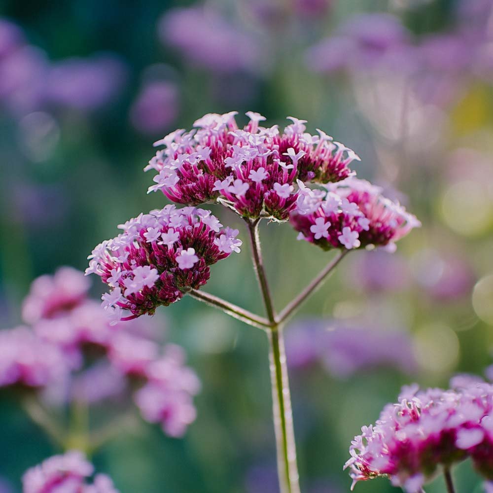 Ijzerhardkruidzaden - 50 biologische zaden