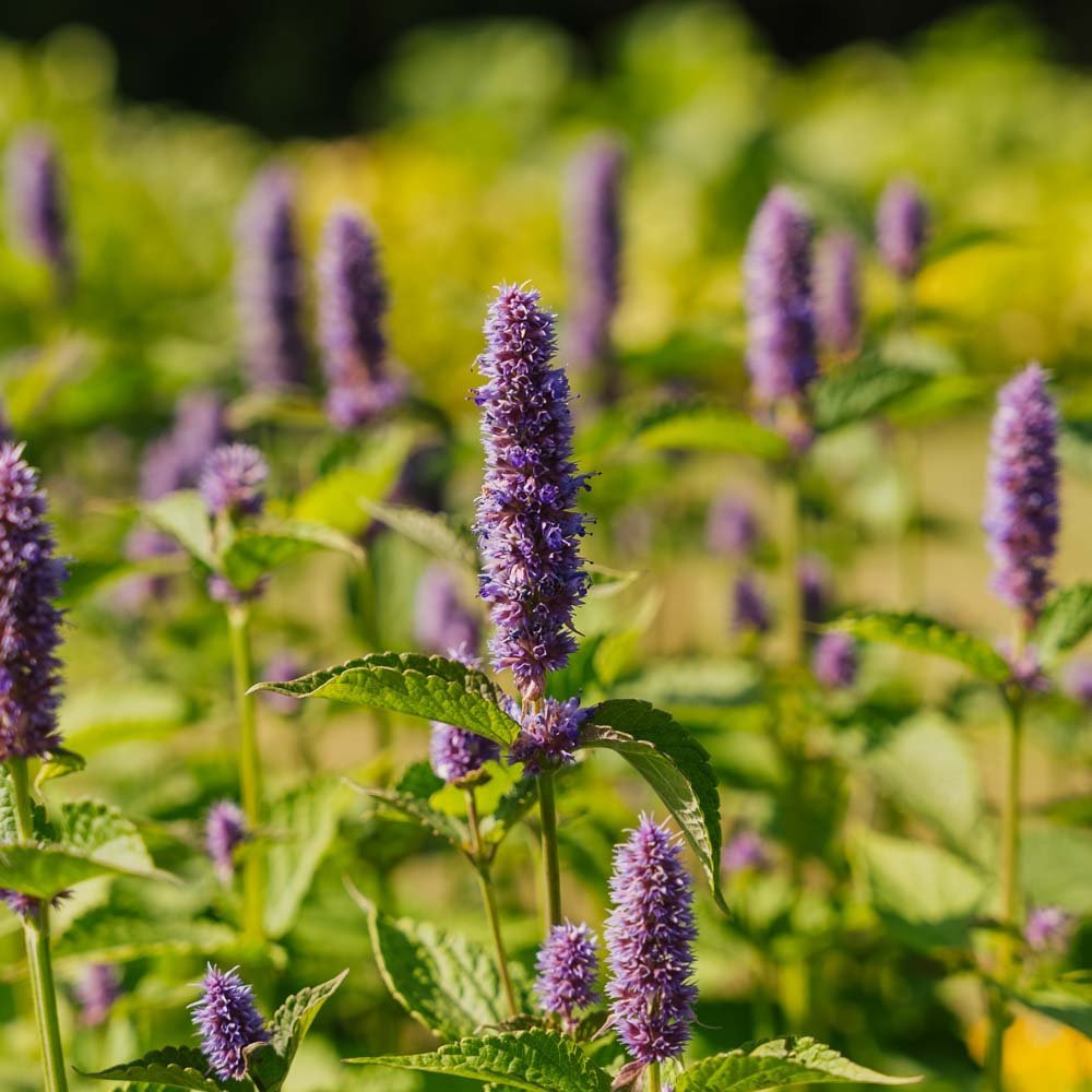 Indiase muntzaden - 150 biologische zaden