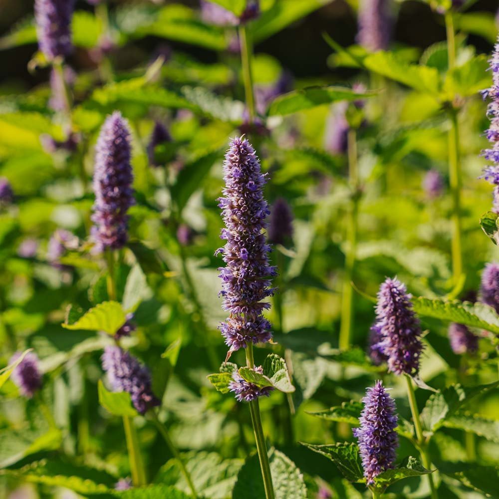 Indiase muntzaden - 150 biologische zaden