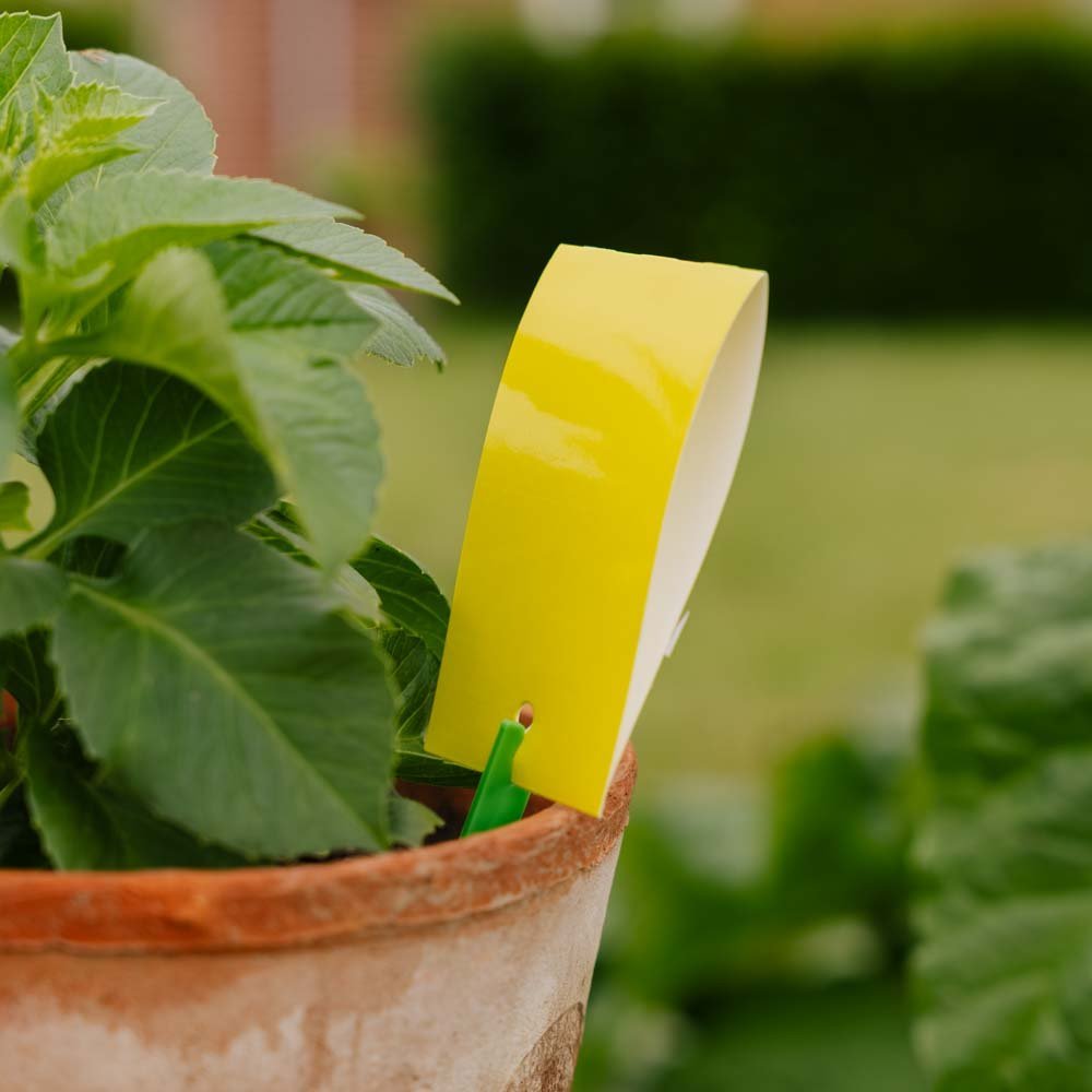 InsektFri Vangplaten, 7 stuks.