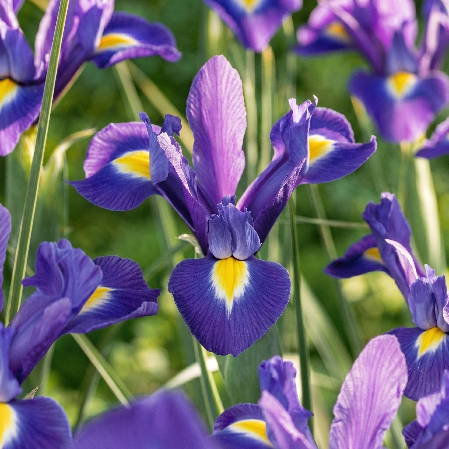 Iris 'Blue Magic'