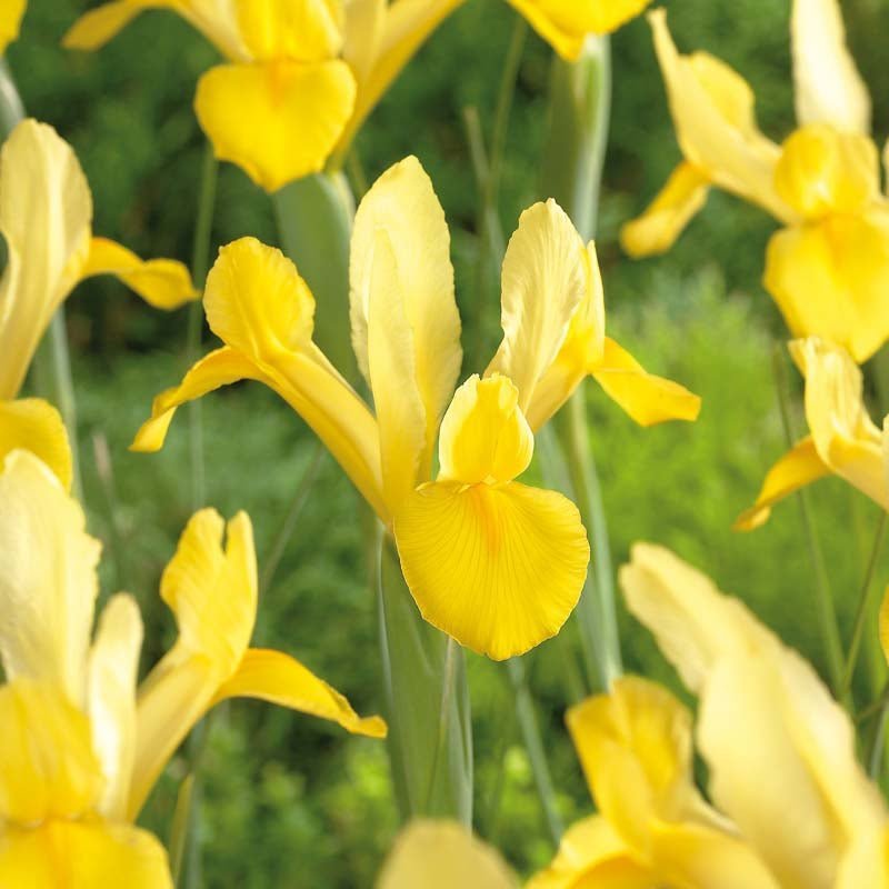 Iris 'Golden Harvest'