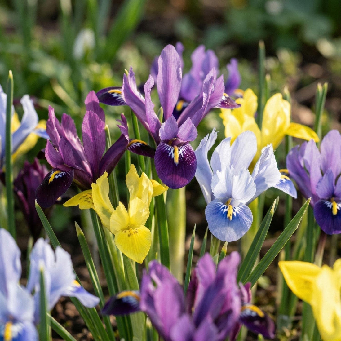 Irismix 'Reticulata Mixed'