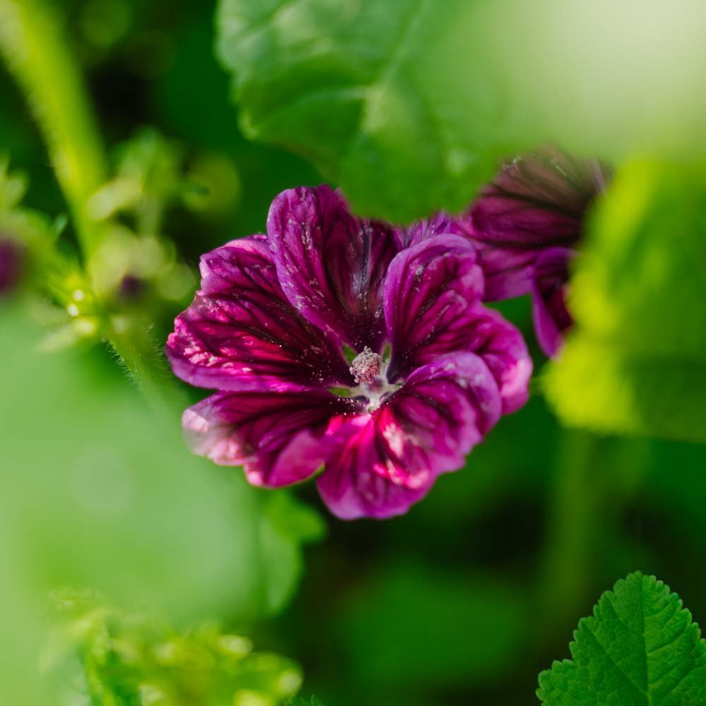 Katost zaden 'Mauritanica' - 100 biologische zaden