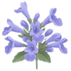 Kattenkruid wortelgoed / Nepeta