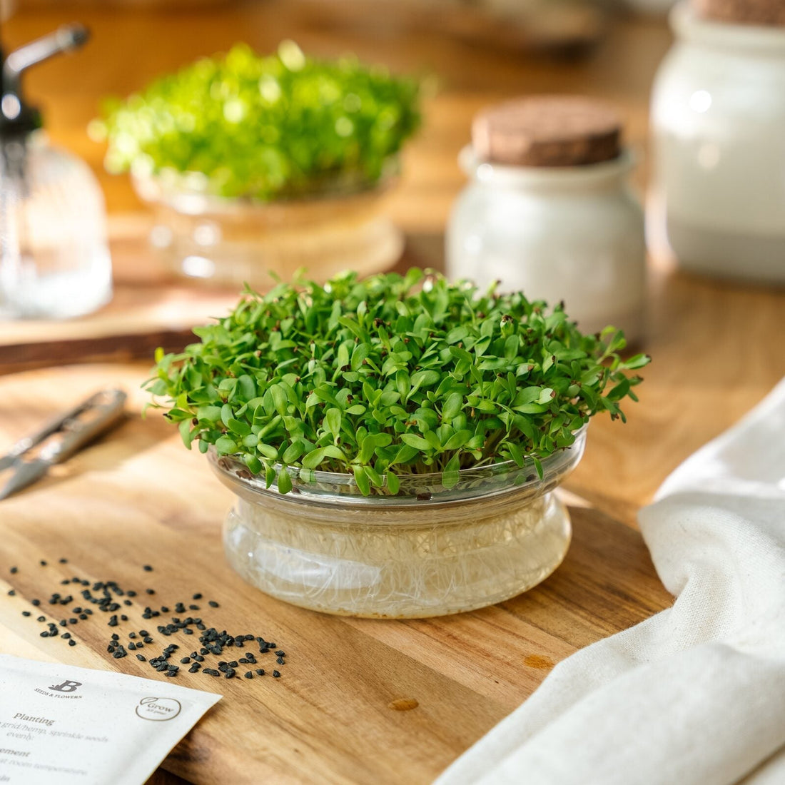 Kiemgroenten zaden 'Alfalfa' - 10000 biologische zaden
