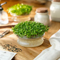Kiemgroenten zaden 'Alfalfa' - 10000 biologische zaden