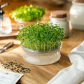 Kiemgroenten zaden 'Broccoli Raab' - 7100 biologische zaden