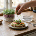 Kiemgroenten zaden 'Koolzaad' - 3900 biologische zaden