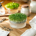Kiemgroenten zaden 'Witte Pak Choi' - 6500 biologische zaden