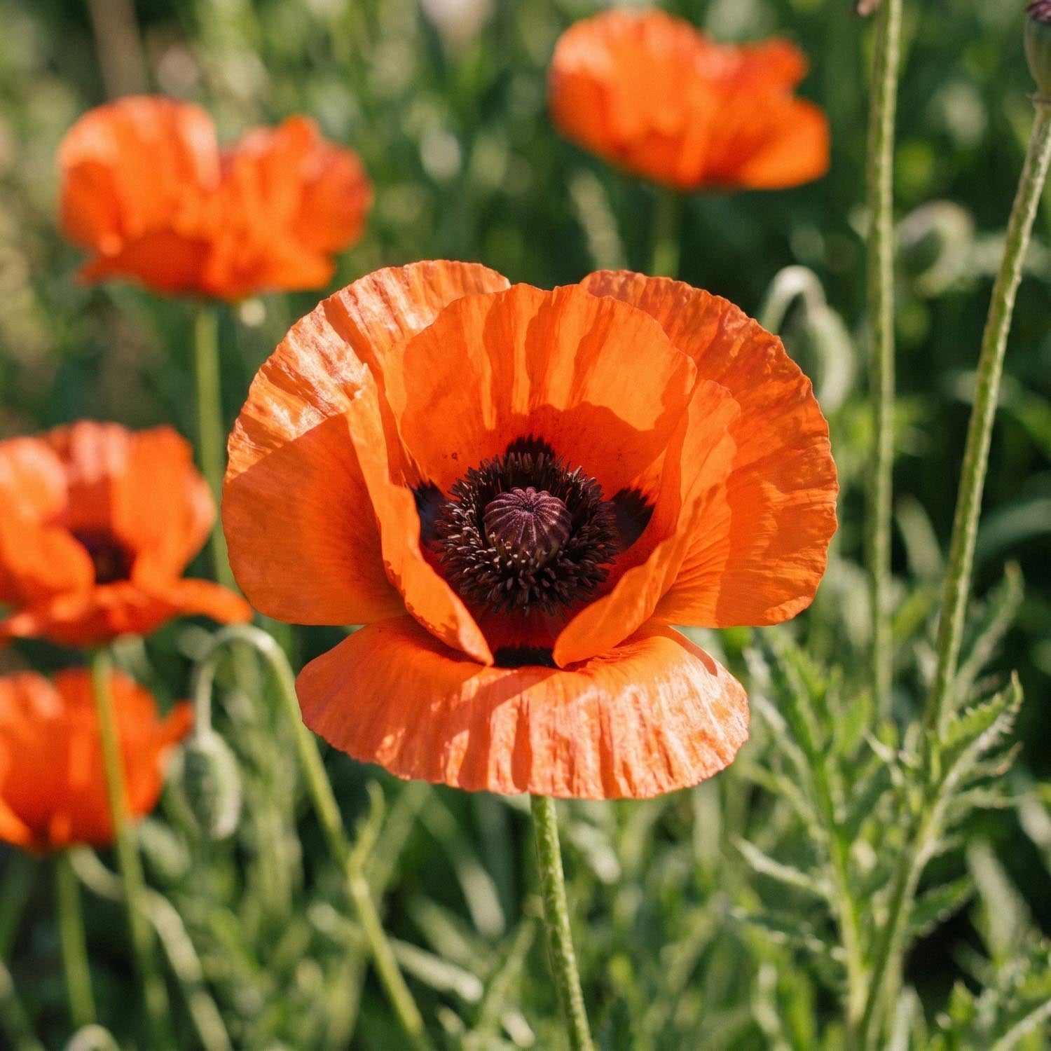 Klaproos, Papaver 'Brilliant'