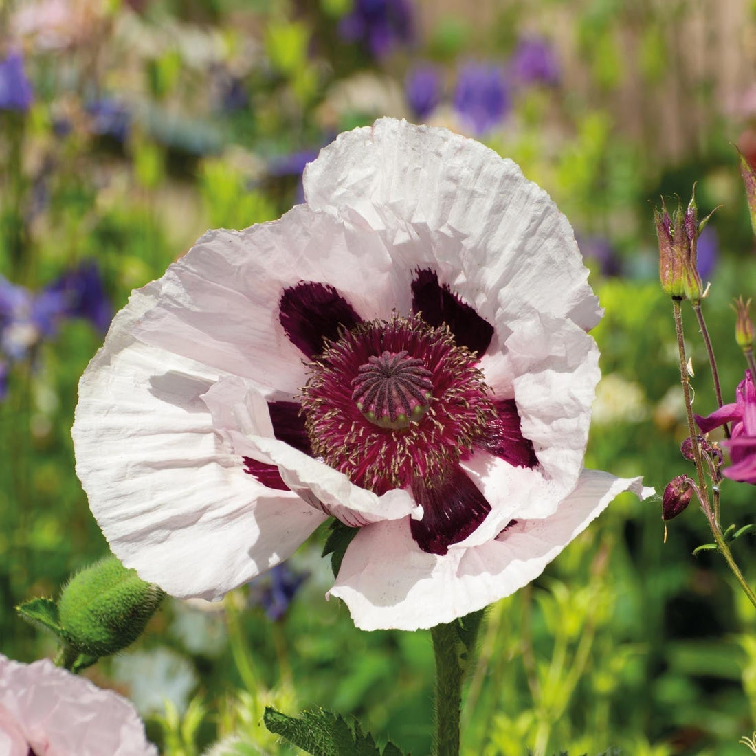 Klaproos, Papaver 'Royal Wedding'