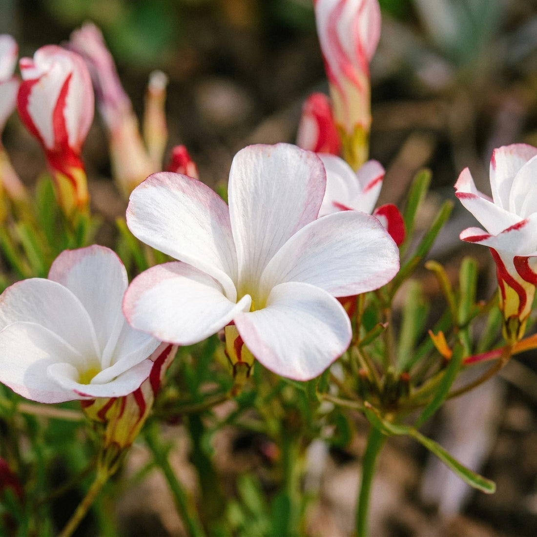 Klaverzuring, Oxalis 'Versicolor'