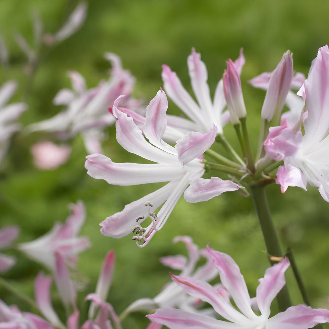 Kliplelie, Nerine 'Bioncé'