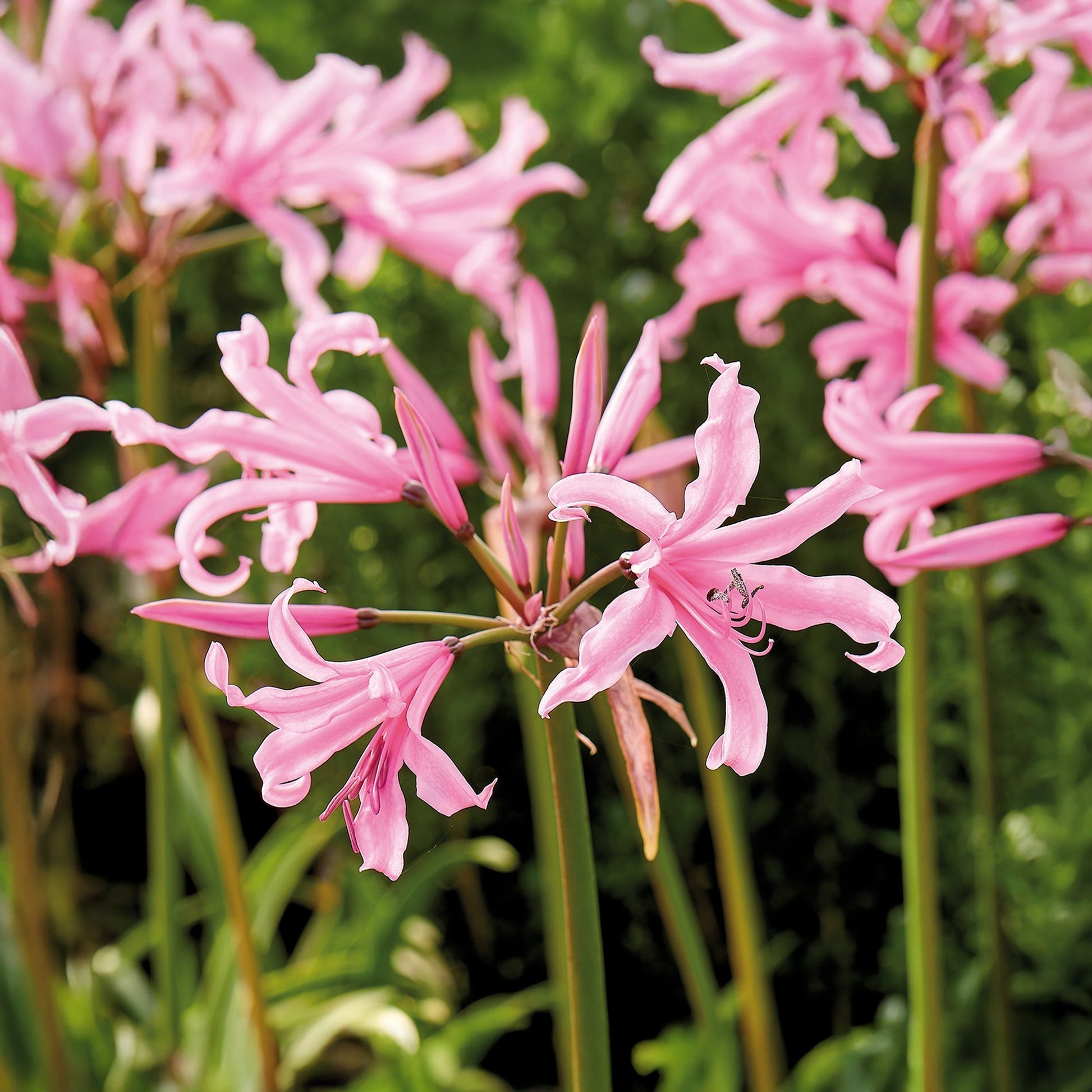 Kliplelie, Nerine bowdenii