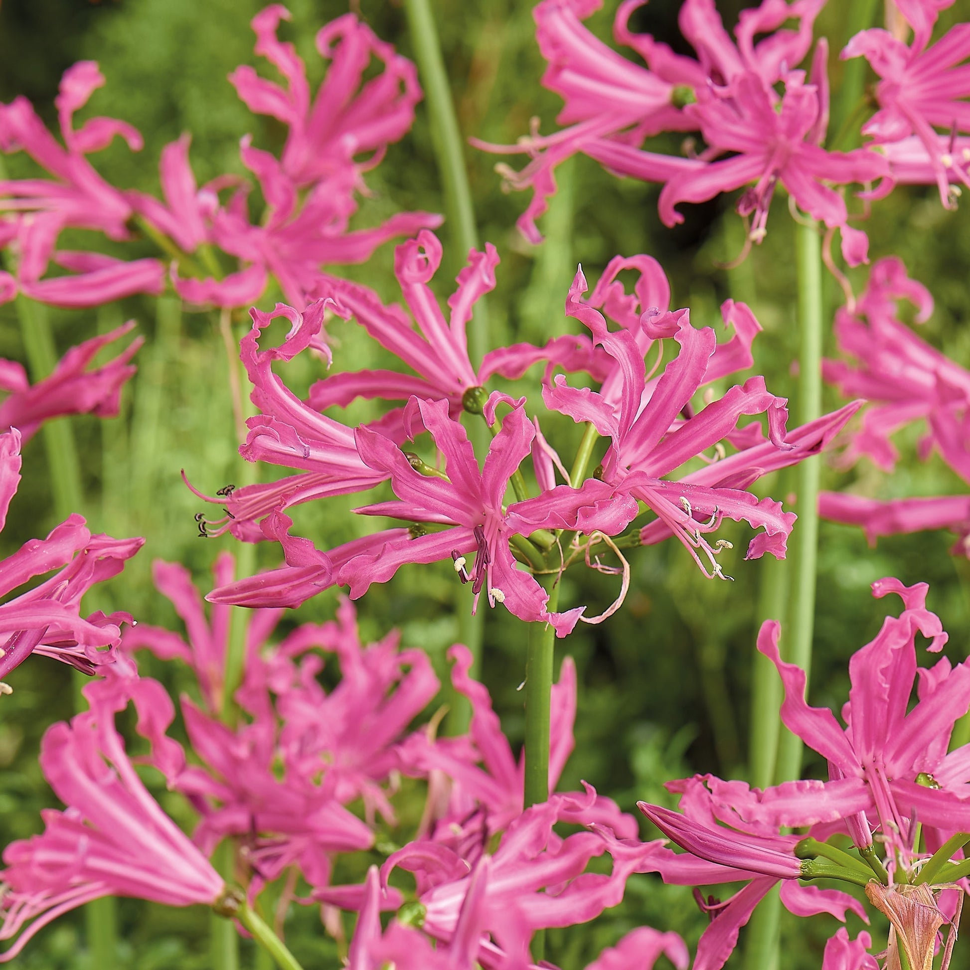 Kliplelie, Nerine bowdenii 'Isabelle'