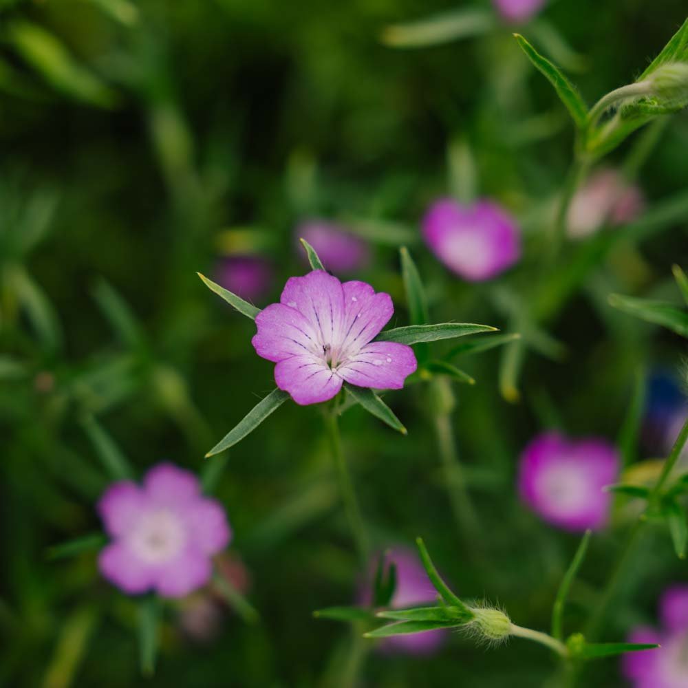 Klitzaad - 150 biologische zaden