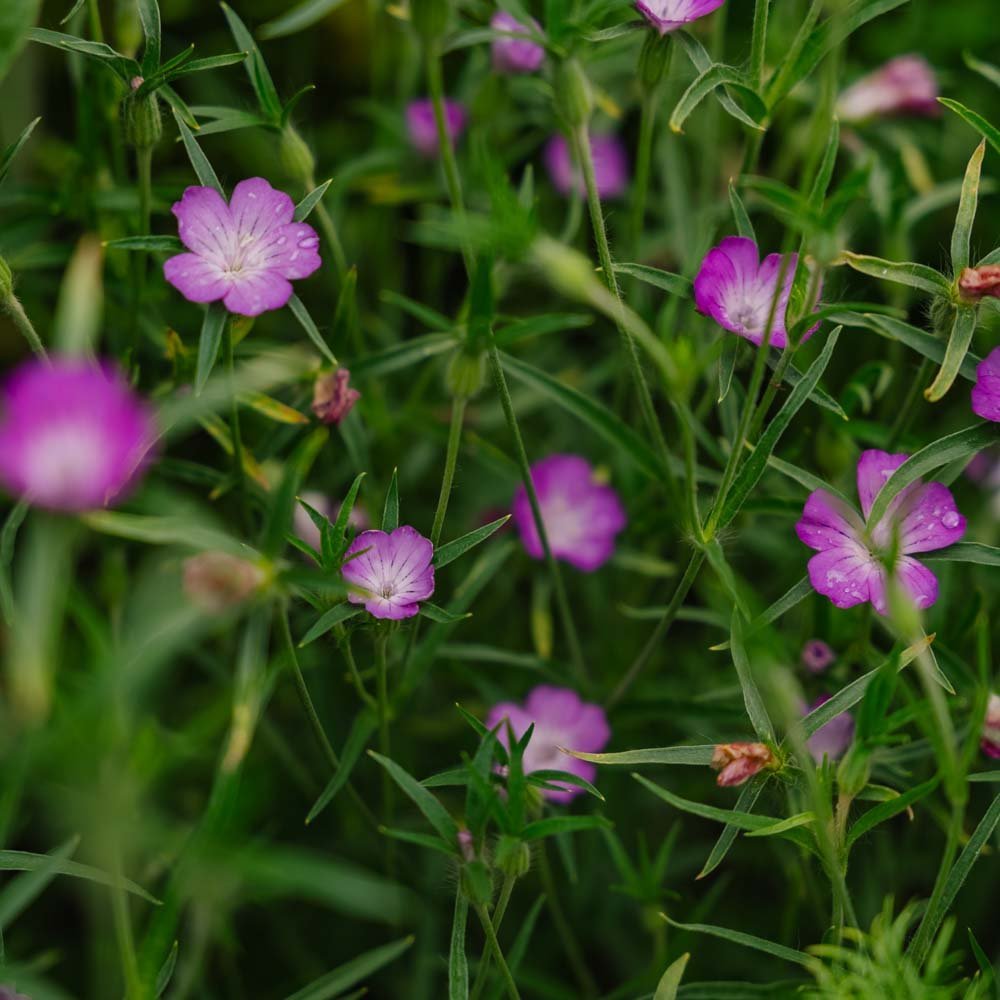 Klitzaad - 150 biologische zaden