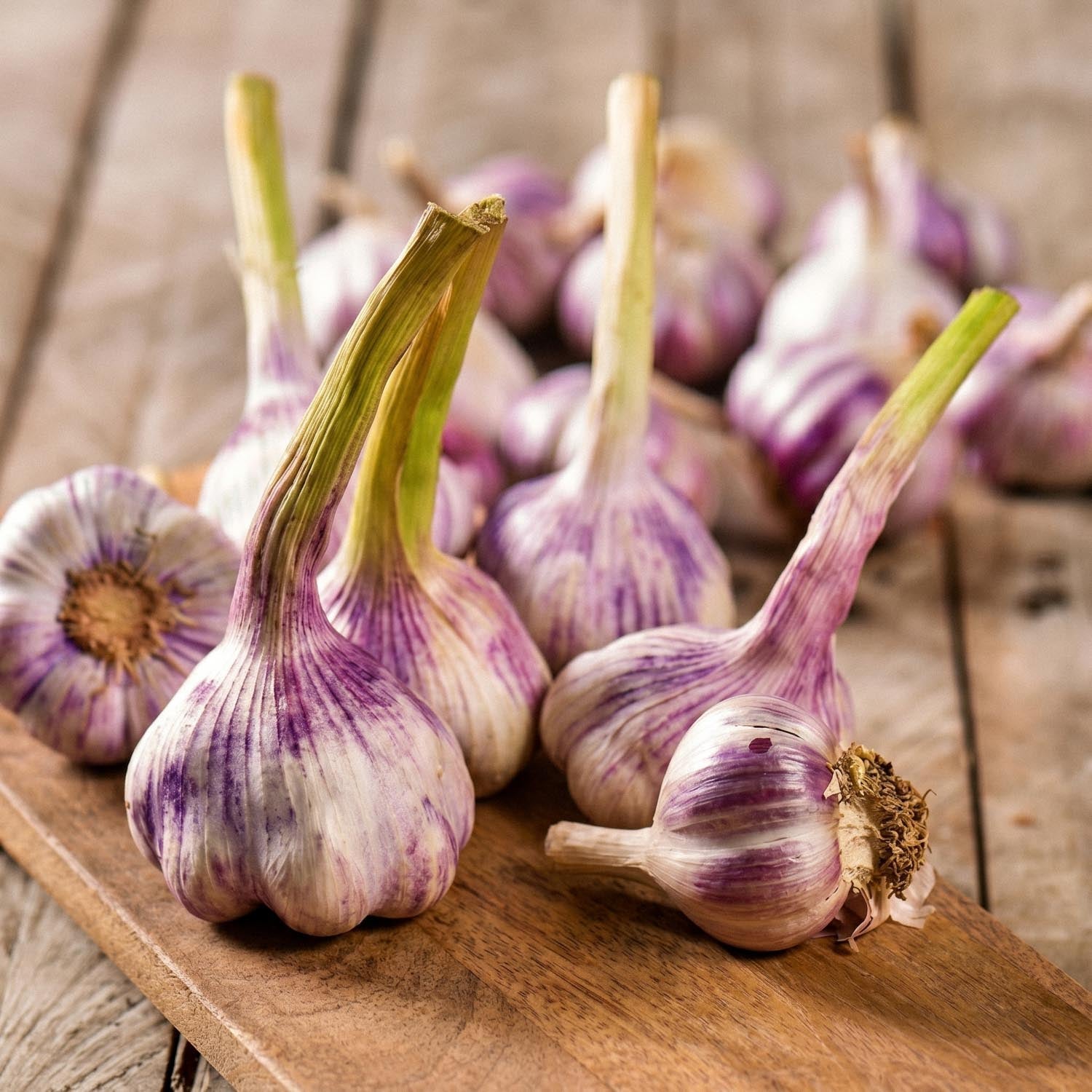 Knoflook, Allium 'Germidour'