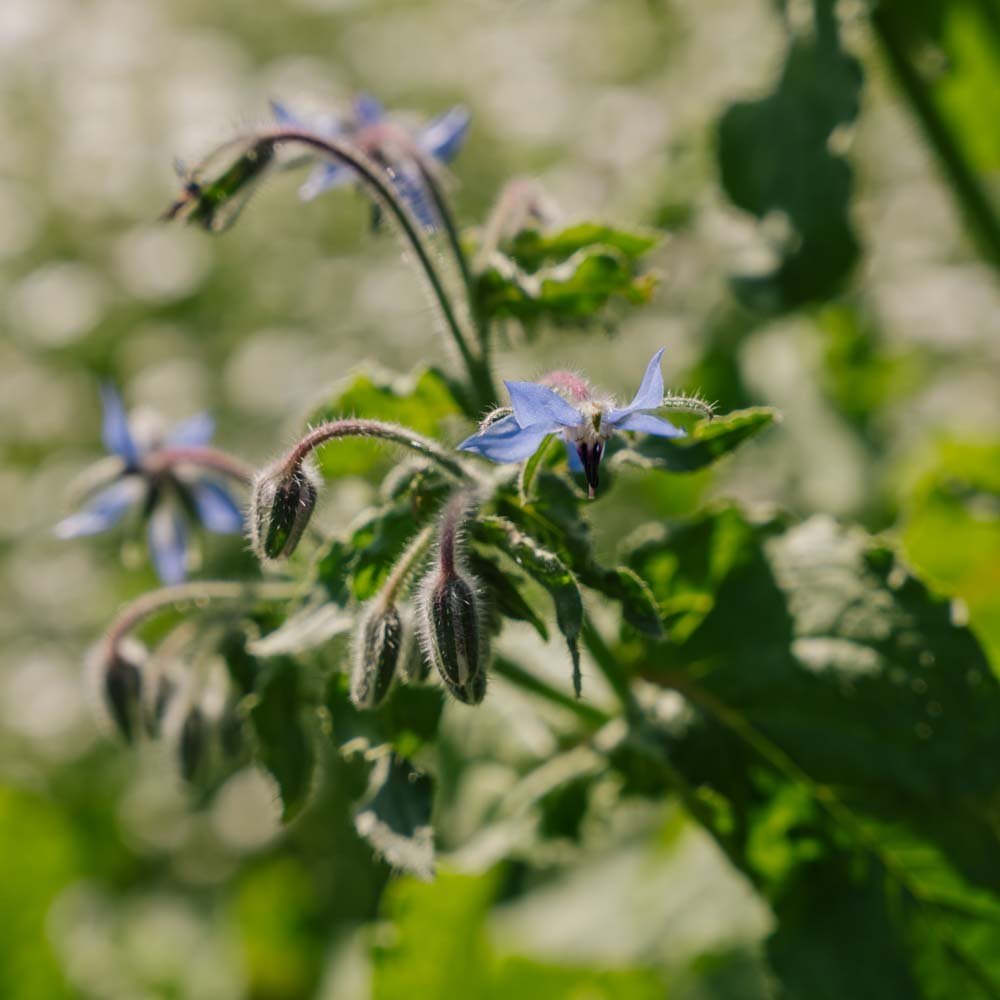 Komkommerkruid - 50 biologische zaden