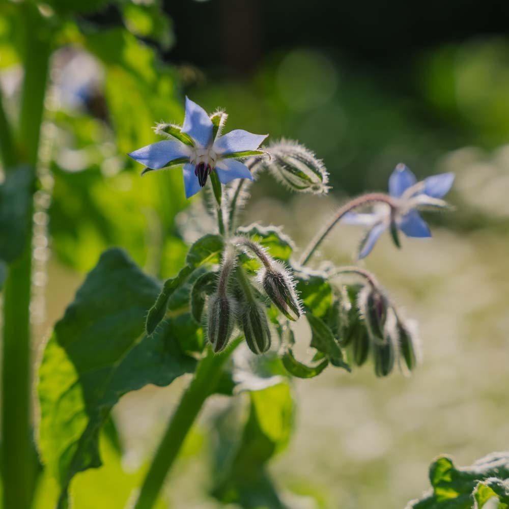 Komkommerkruid - 50 biologische zaden