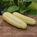Komkommerzaden 'Gele Tros' - 10 biologische zaden