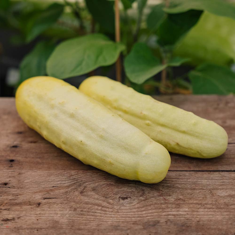 Komkommerzaden 'Gele Tros' - 10 biologische zaden