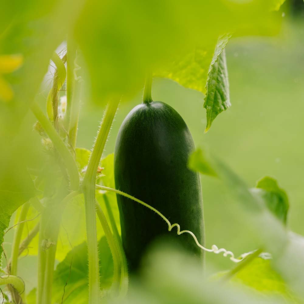 Komkommerzaden 'La Diva' - 5 biologische zaden