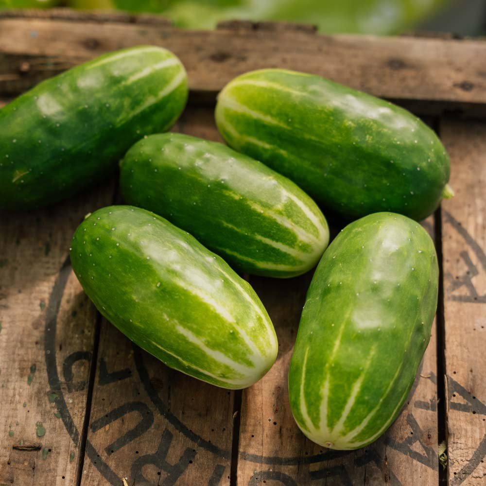 Komkommerzaden 'Liefje' - 10 biologische zaden