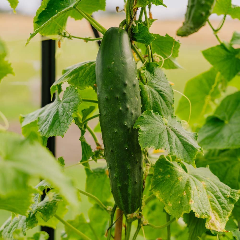 Komkommerzaden 'Marketmore' - 10 biologische zaden
