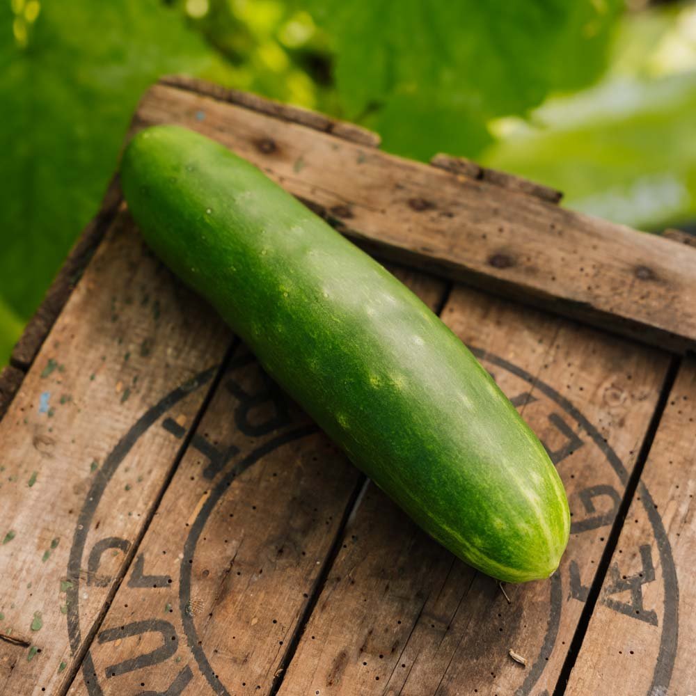 Komkommerzaden 'Tanja' - 10 biologische zaden